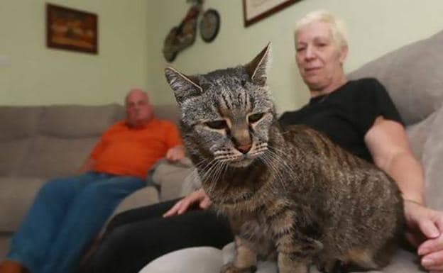 Record guinness el gato 2025 mas viejo del mundo